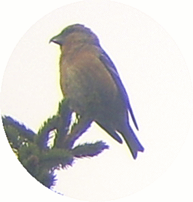 Loxia leucoptera