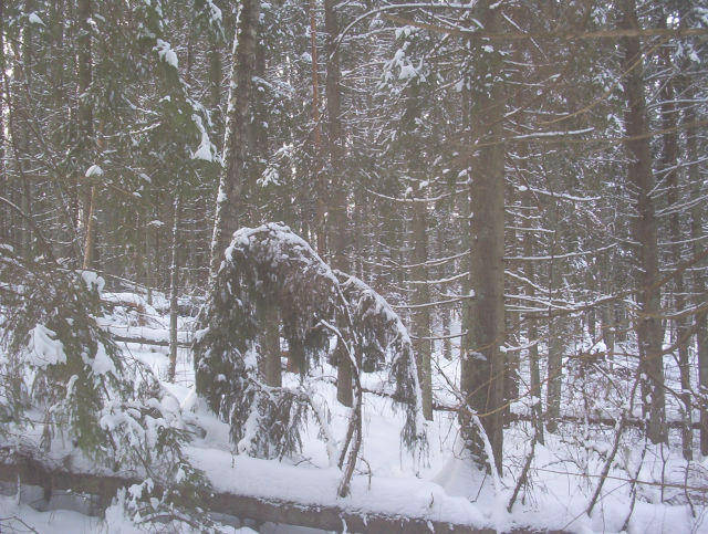 Granskog