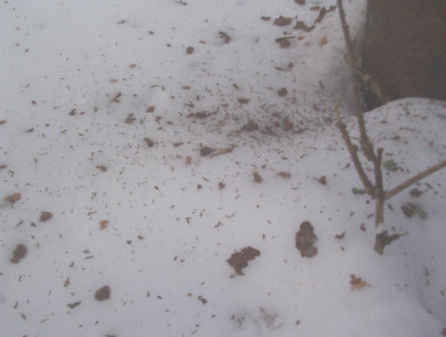 Spår på snön
