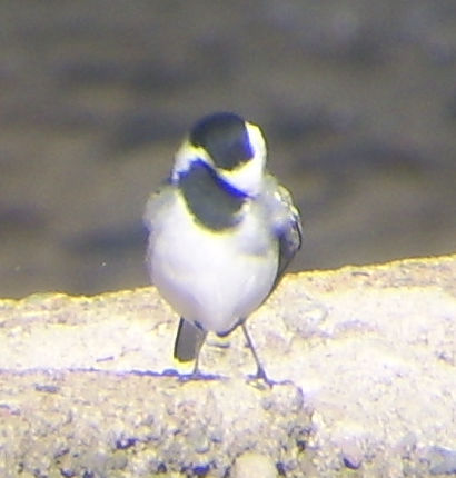 wagtail