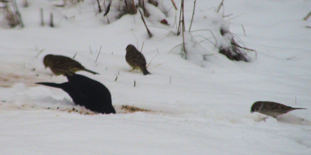 birds_in_snow