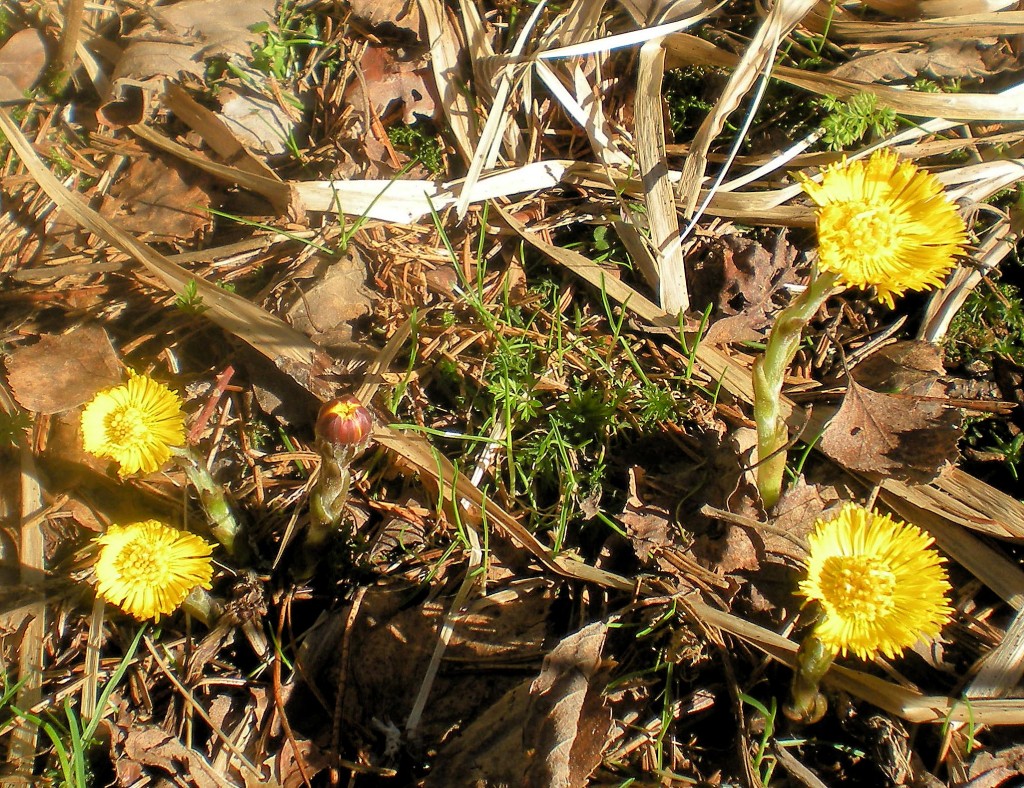 tussilago