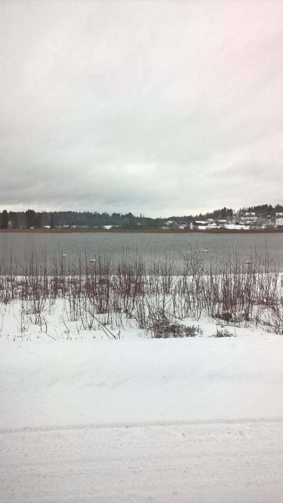 sångsvanar