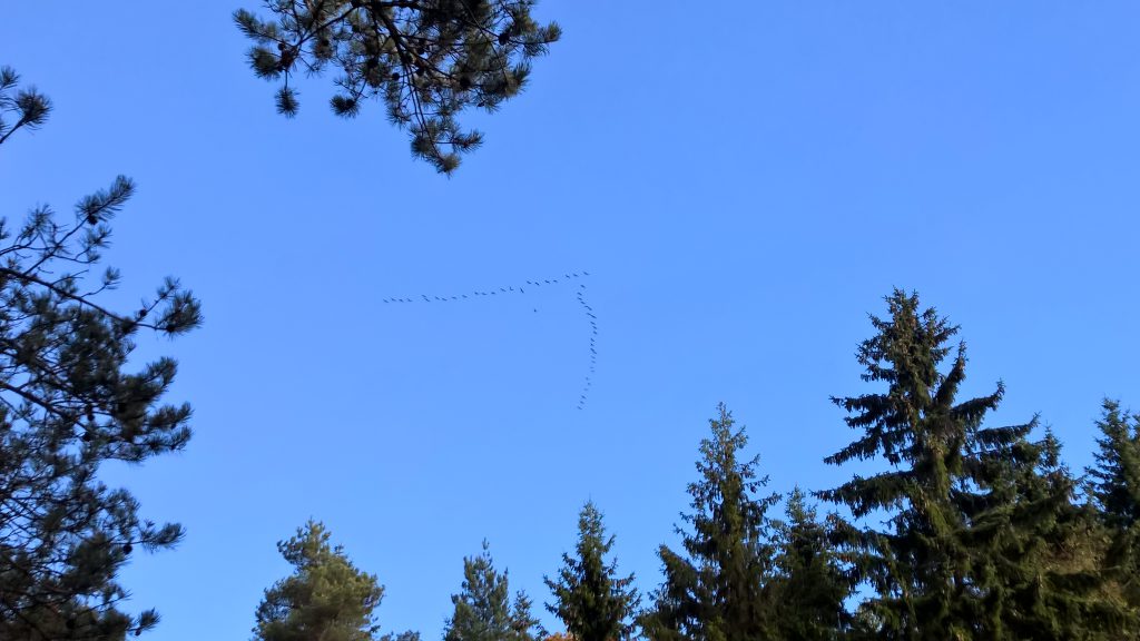 Tranflock över Trångstad 